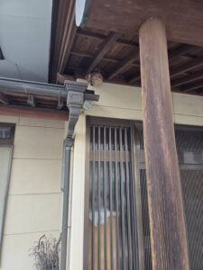 玄関引き戸のすぐ頭上、軒下の梁部分にスズメバチの巣が作られています。