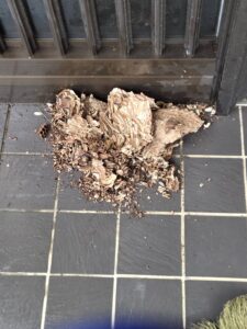 玄関下に落として安全を完全確認した巣の残骸です。