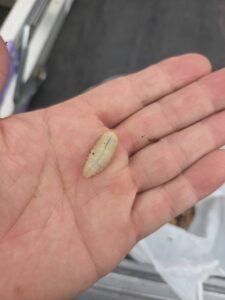 まさにこれから成虫となって飛び立とうとしている状態でした。