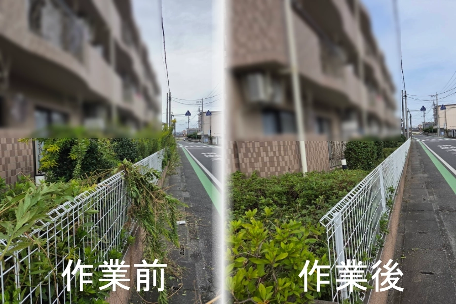 埼玉県深谷市のマンション外周で行った草刈り・生垣剪定のビフォーアフター。通学路へのはみ出し雑草を一掃し、見通しの良い安全な道路環境と整った植栽を取り戻した様子。